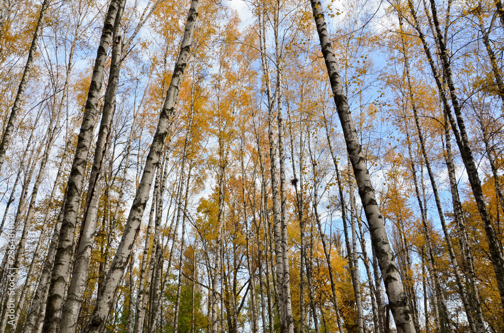 trees in autumn trees in autumn
