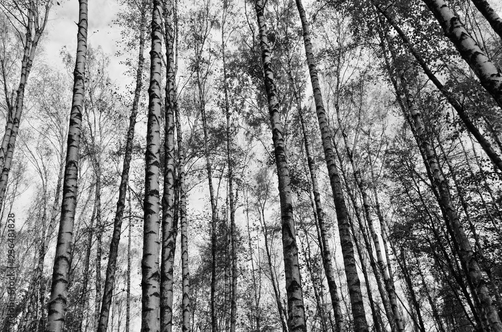 Obraz premium trees in forest