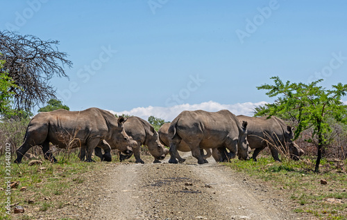 White Rhino Group