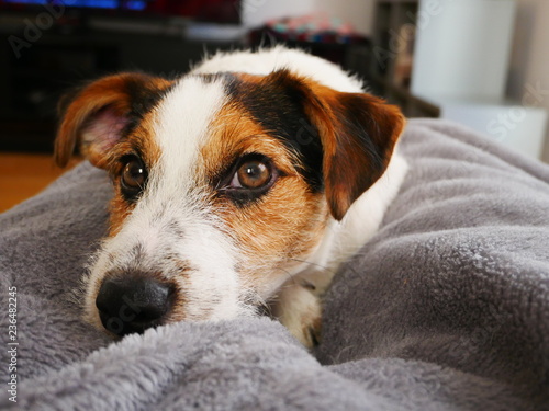 Jack Russel Terrier closeup on blanket.