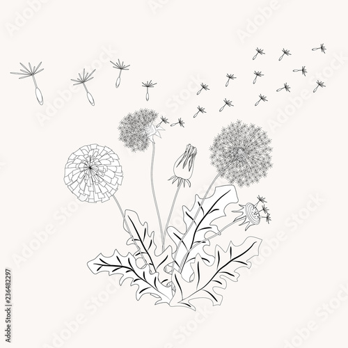 Fototapeta Naklejka Na Ścianę i Meble -  Dandelion contour vector illustration made in the artistic style for textiles, coloring book, decorations, herbal tea, medical.