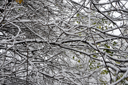 branches of a tree