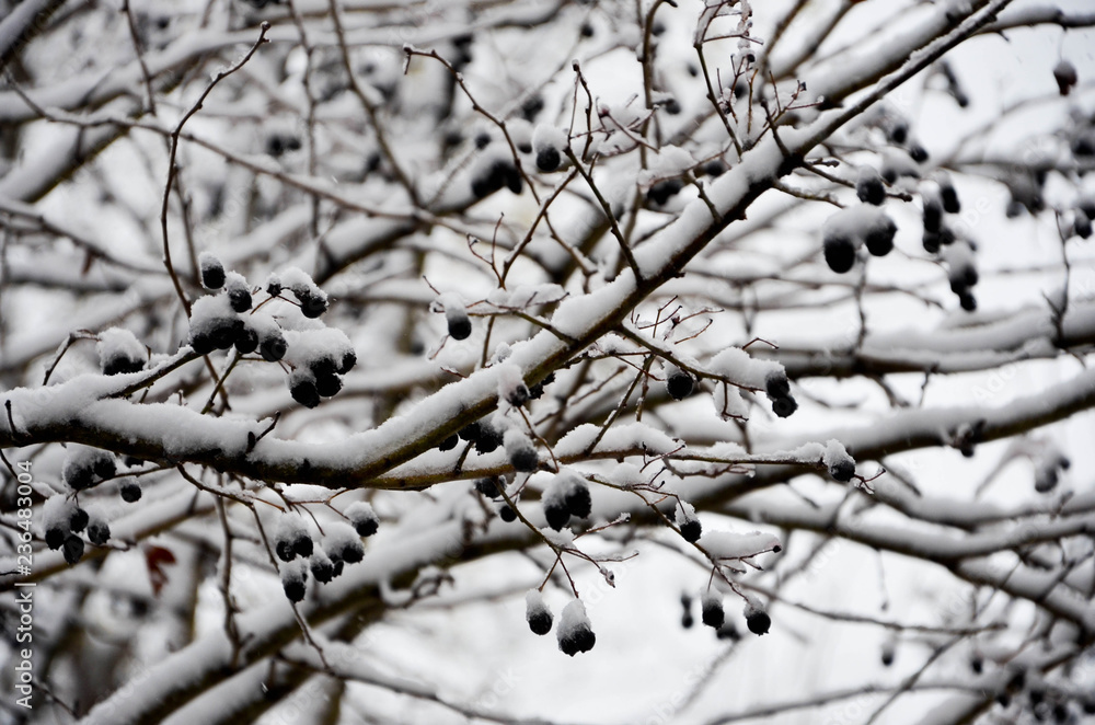 branch of a tree branch of a tree