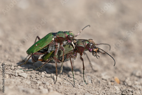 Green tiger beetles (Cicindela campestris) mating on an open sandy and barren surface. Male grips female at back of thorax with his (pale-coloured) mandibles. © Timelynx