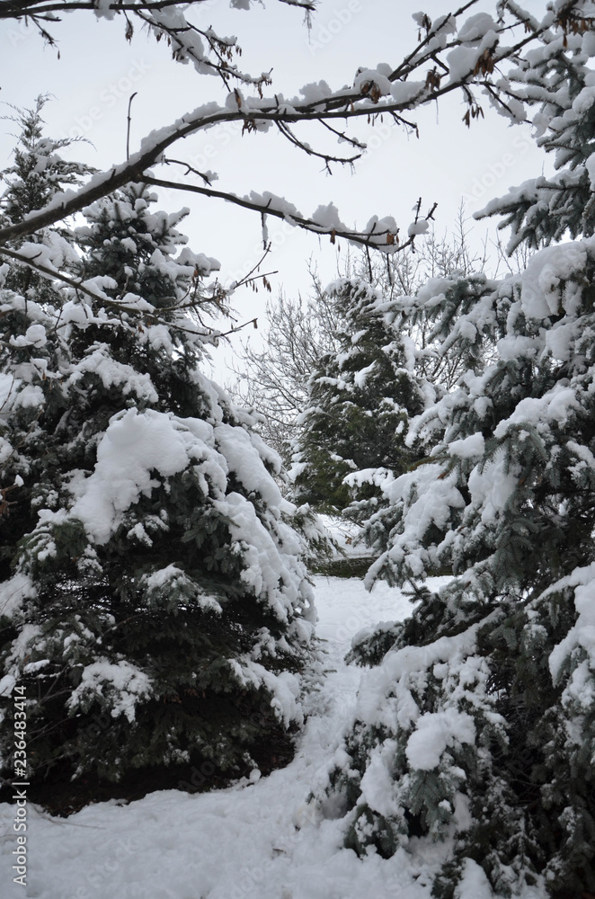 snow covered trees snow covered trees