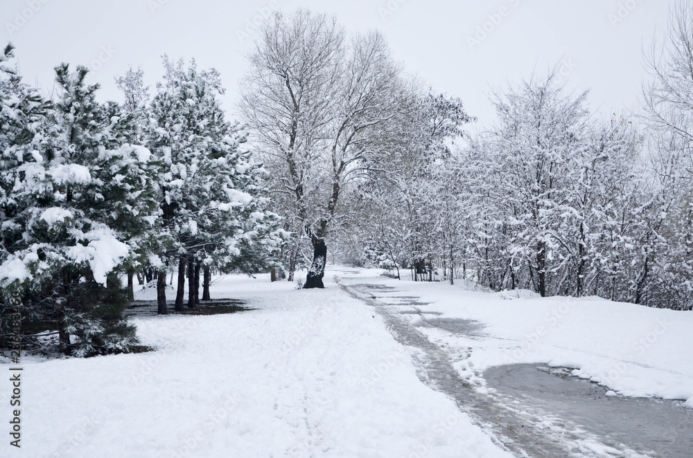 snow covered trees snow covered trees
