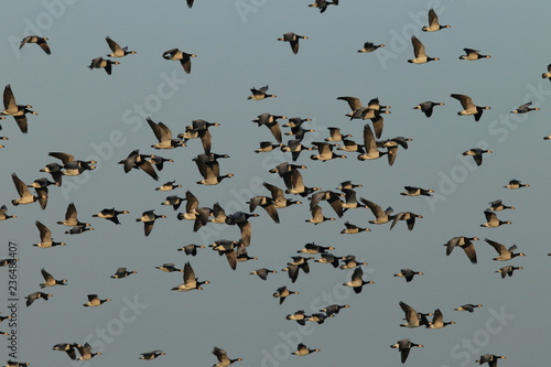 Branta leucopsis, Barnacle Goose, Zingst Germany photo