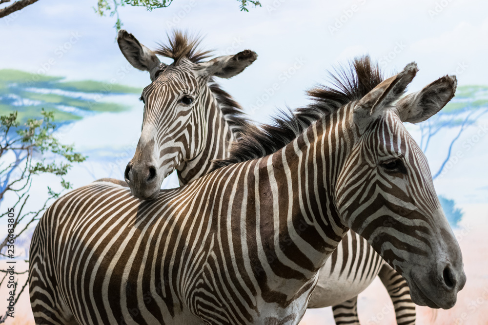 Face of two small and nice zebras. Face of two small and nice zebras.