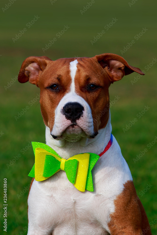 Dog breed Staffordshire Terrier Dog breed Staffordshire Terrier