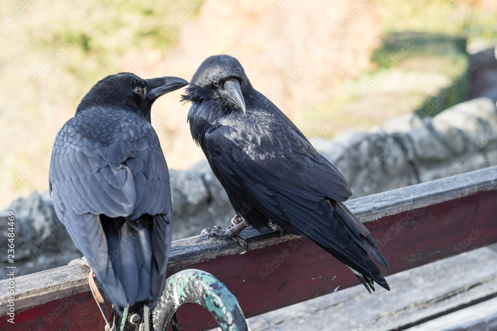 Obraz premium Pair of Large Ravens on a Castle Bench