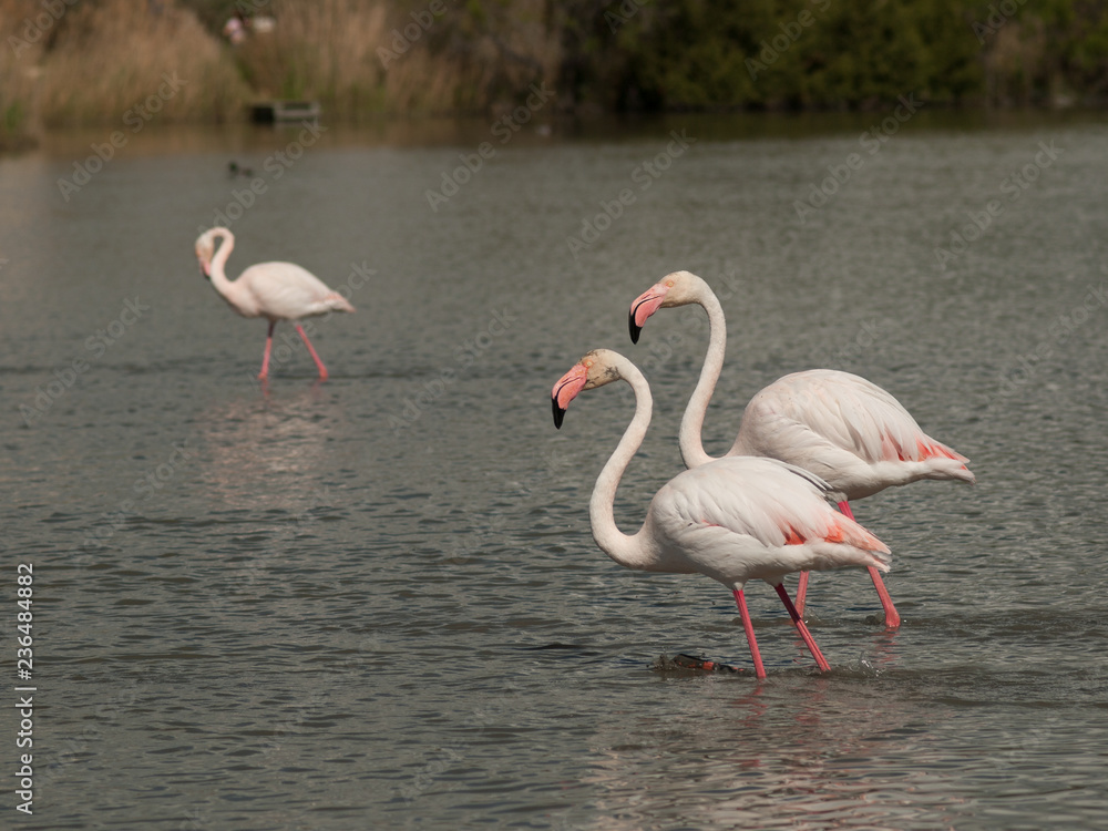 A couple of flamingos, Regional Nature Park of the Camargue, France