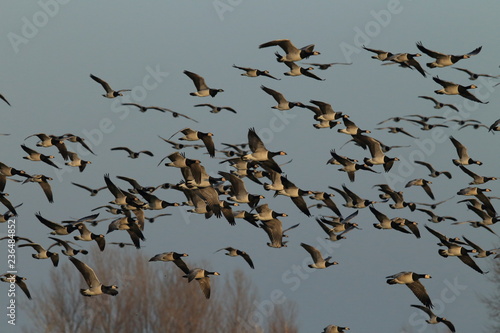 Branta leucopsis, Barnacle Goose, Zingst Germany photo