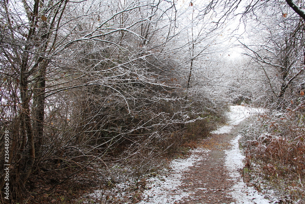 Walking through nature in winter