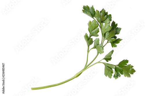sprig of parsley on a white background