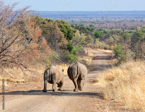 White Rhino Pair photo