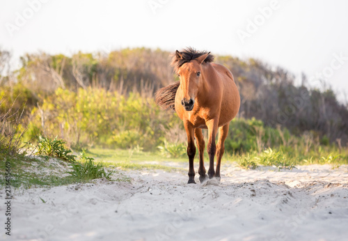 A wild pony  Equus caballus  walking among the dunes at Assateague Island National Seashore  Maryland