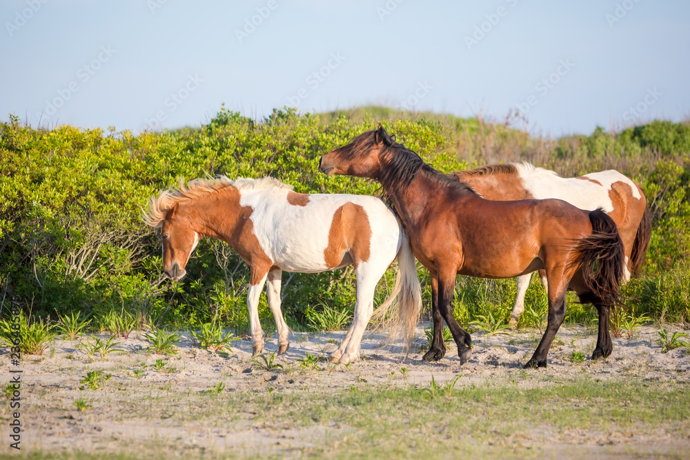 A group of wild ponies (Equus caballus) at Assateague Island National Seashore, Maryland