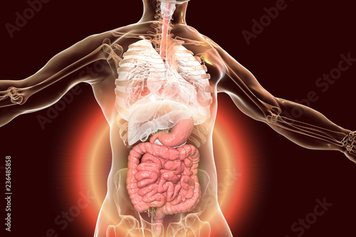 Human body anatomy with highlighted digestive system, 3D illustration