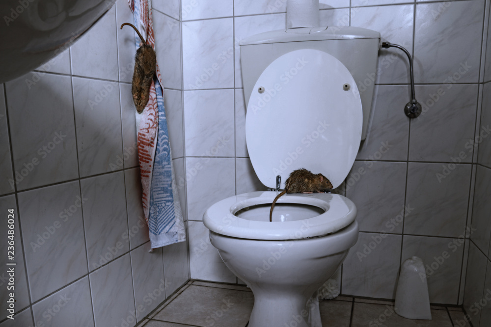 zwei braune wilde Ratten im Badezimmer, eine Ratte auf der Toilettenbrille,  bei Nacht mit blauem Licht Stock Photo | Adobe Stock