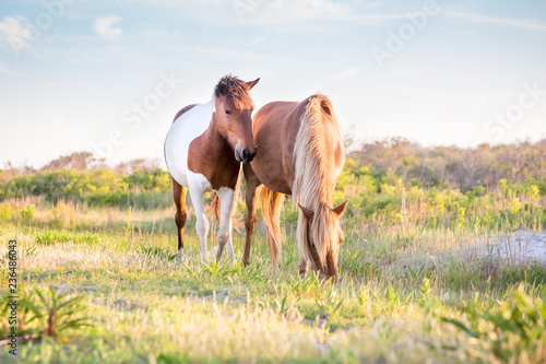A pair of wild ponies (Equus caballus) grazing at Assateague Island National Seashore, Maryland