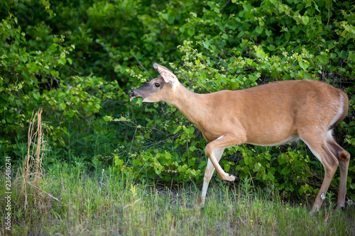 A female White-tailed Deer (Odocoileus virginianus) feeding at Assateague Island National Seashore, Maryland