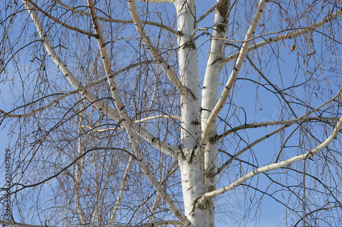 Winter forest in clear weather