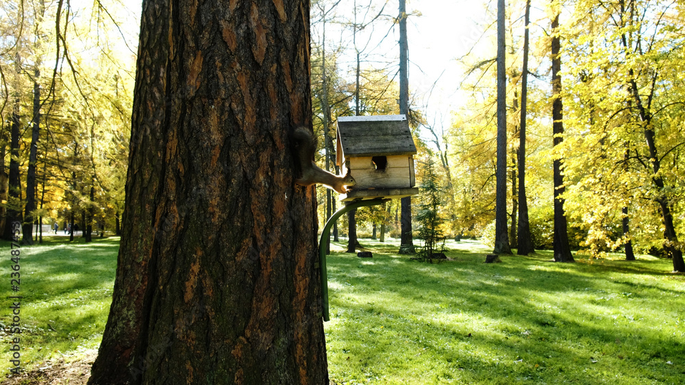 Funny squirrel climbs into the feeder on a tree for a nut in the park Funny squirrel climbs into the feeder on a tree for a nut in the park