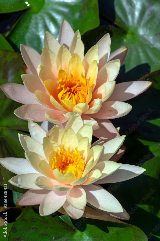 Nymphaea inner light flowering pond plant, beautiful bright white yellow water lily in bloom, yellow center