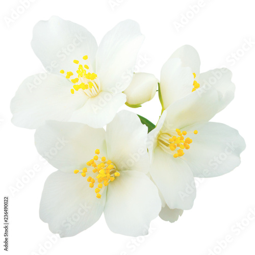 Jasmine branch isolated on white background