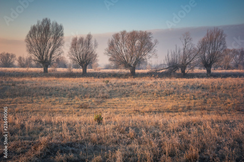 Wallpaper Mural Landscape with willows on a frosty morning Torontodigital.ca