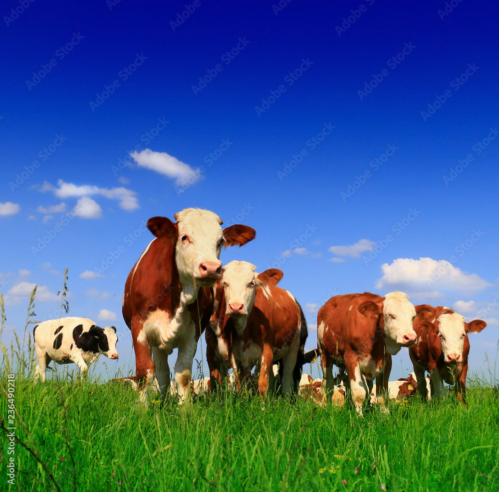 Calves on the field Calves on the field