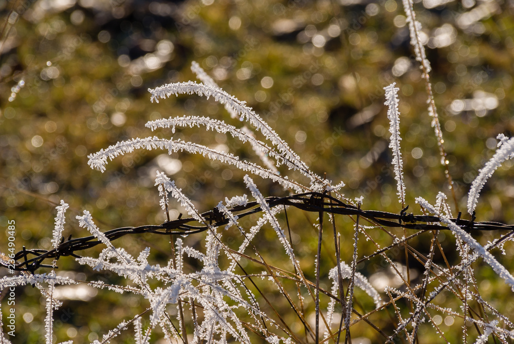 Fototapeta premium Słoneczny poranek z przymrozkiem i szronem, Podlasie, Polska