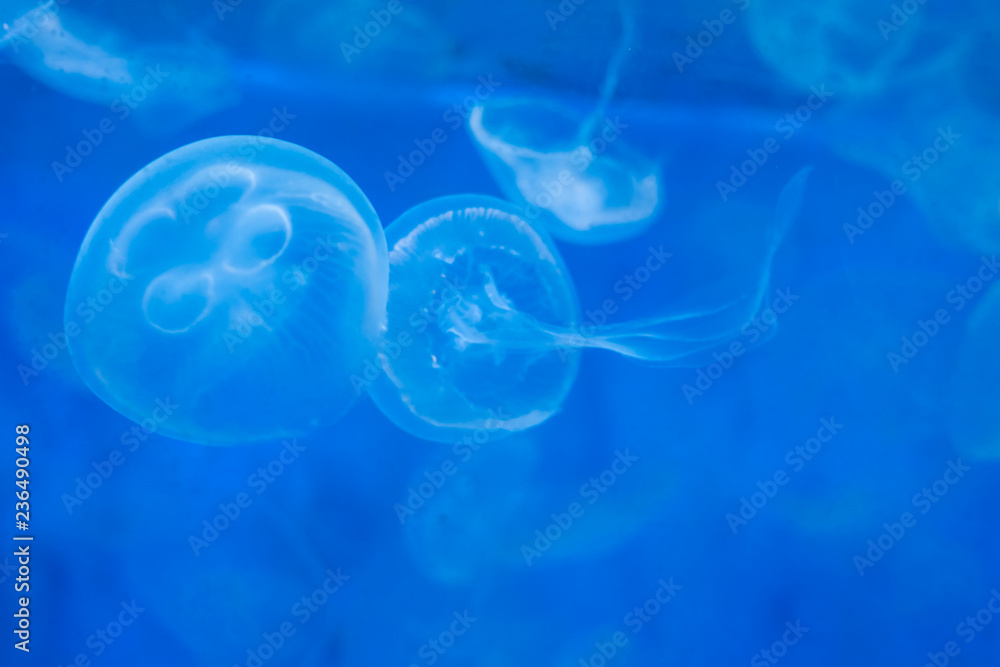 Close-up Jellyfish, Medusa in fish tank with neon light. Jellyfish is free-swimming marine coelenterate with a jellylike bell- or saucer-shaped body that is typically transparent. Close-up Jellyfish, Medusa in fish tank with neon light. Jellyfish is free-swimming marine coelenterate with a jellylike bell- or saucer-shaped body that is typically transparent.