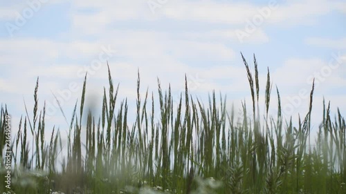 Springtime scene of unmown meadow grass swaying in a gentle breeze photo