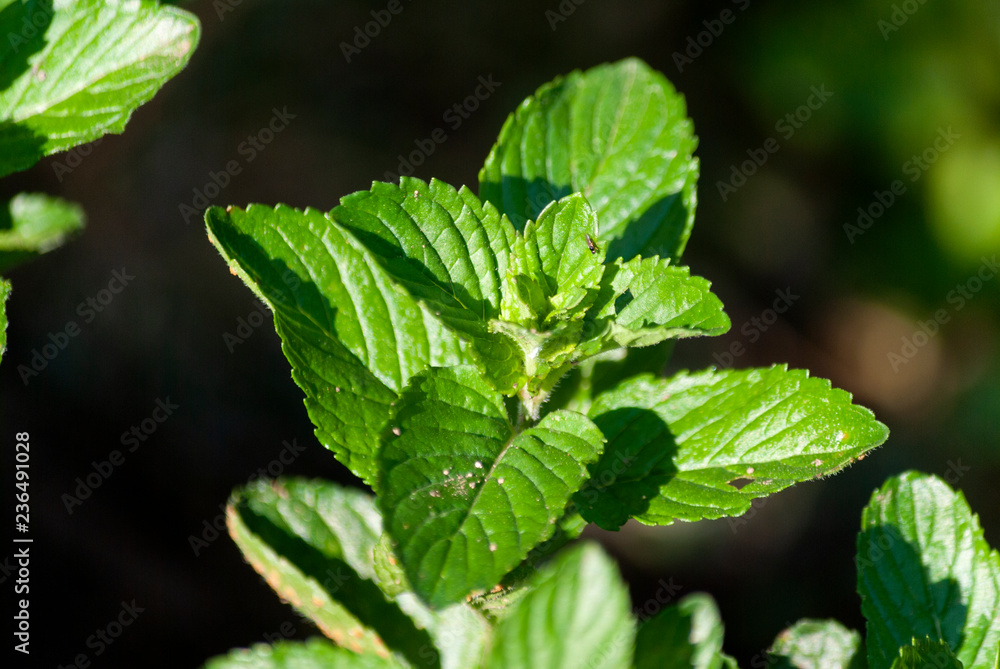 Leaf of good grass or mint, Mentha in Guatemala, altin america. Leaf of good grass or mint, Mentha in Guatemala, altin america.