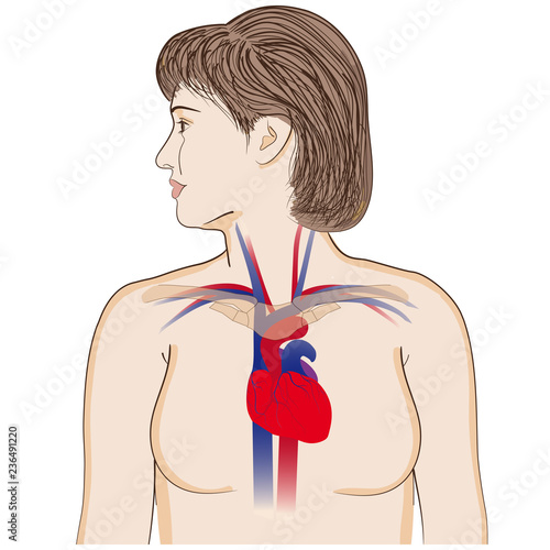 Heart location in the chest