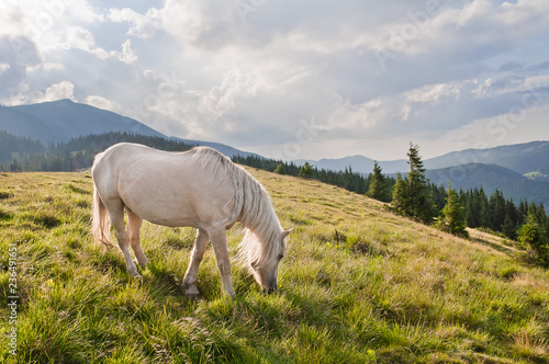 A beautiful white horse grazing in the meadow. Carpathian mountains, Ukraine.