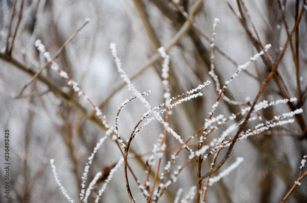 frost on branches frost on branches