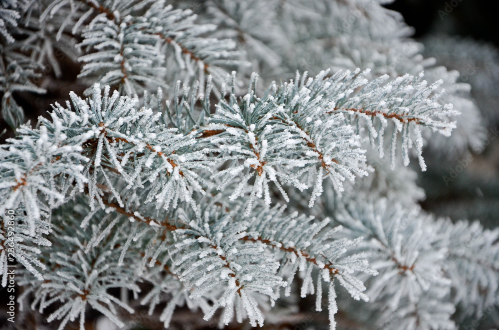 snow covered fir branches snow covered fir branches