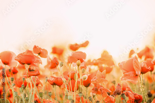 Fototapeta Naklejka Na Ścianę i Meble -  Poppies flowers outdoor.