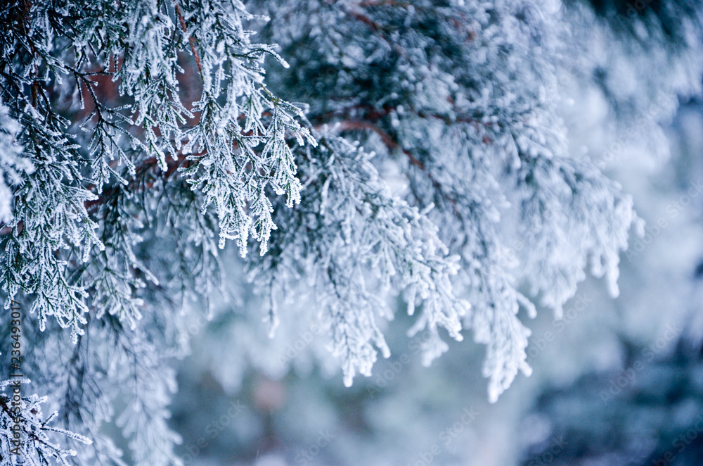 Fototapeta premium frost on glass