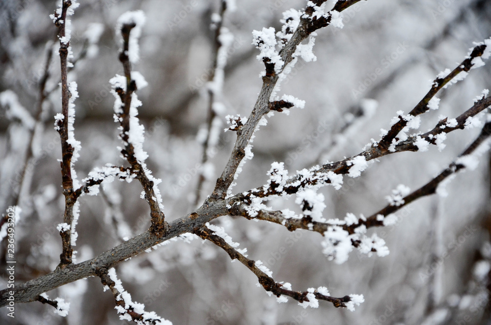 branch of a tree branch of a tree