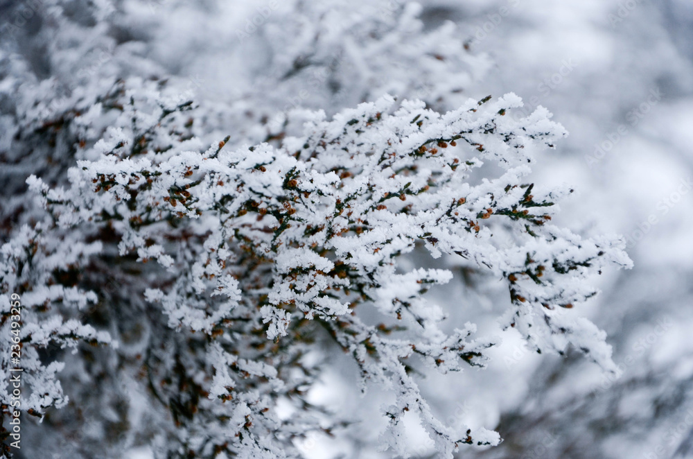 branch of a tree