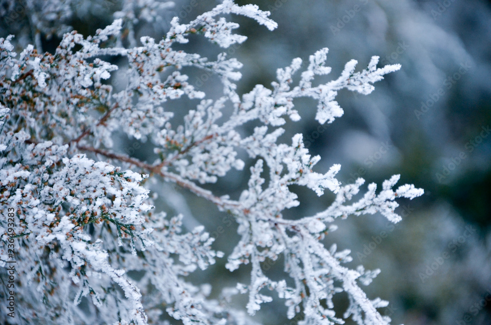 flowers in snow flowers in snow