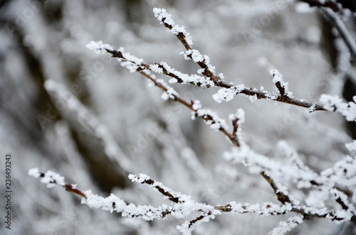 branch of a tree covered with snow © Анастасия Кашенко