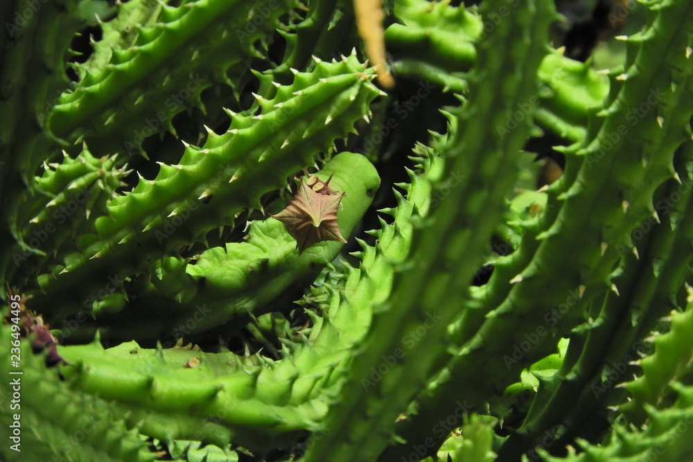 Fototapeta premium cactus