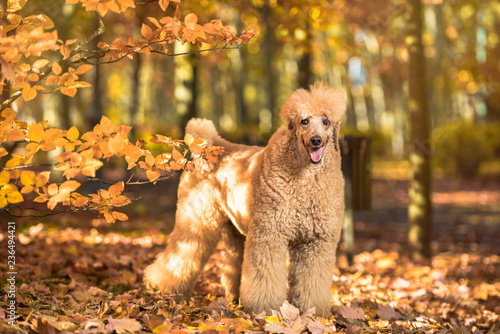 Apricot poodle portrait in the colorful autumn with leaves in the park