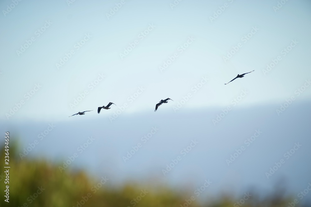 Fototapeta premium A group of Pellican flying in formation