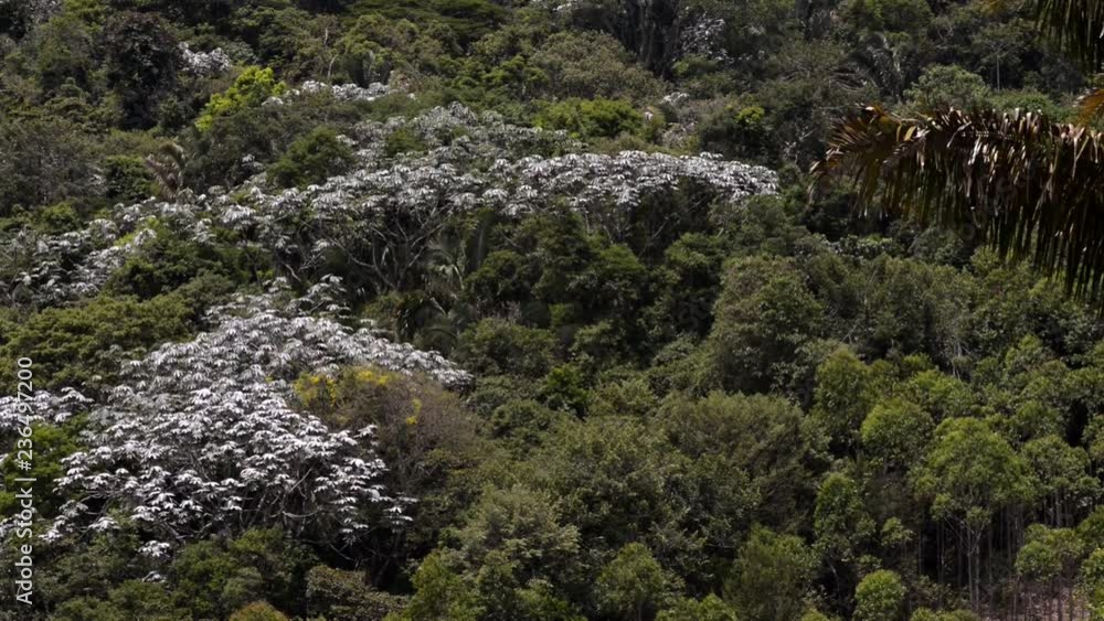 Landscape of embaúba trees in the middle of the Atlantic Forest biome. View from the top of the Atlantic Forest.