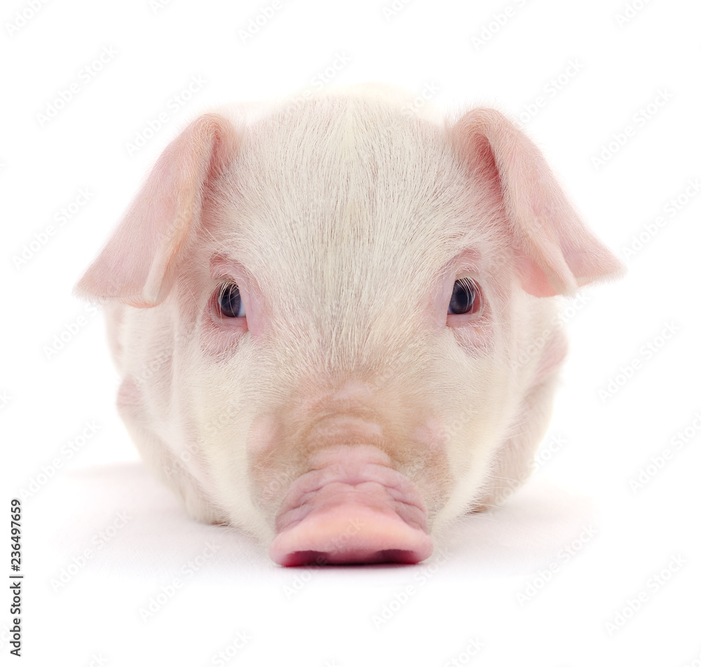 Pig on white Pig on white